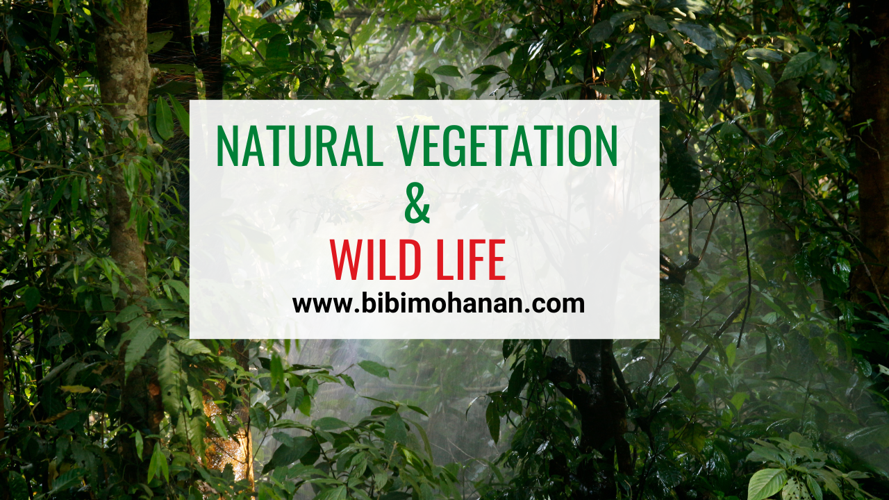 Natural Vegetation & Wildlife - My Notebook